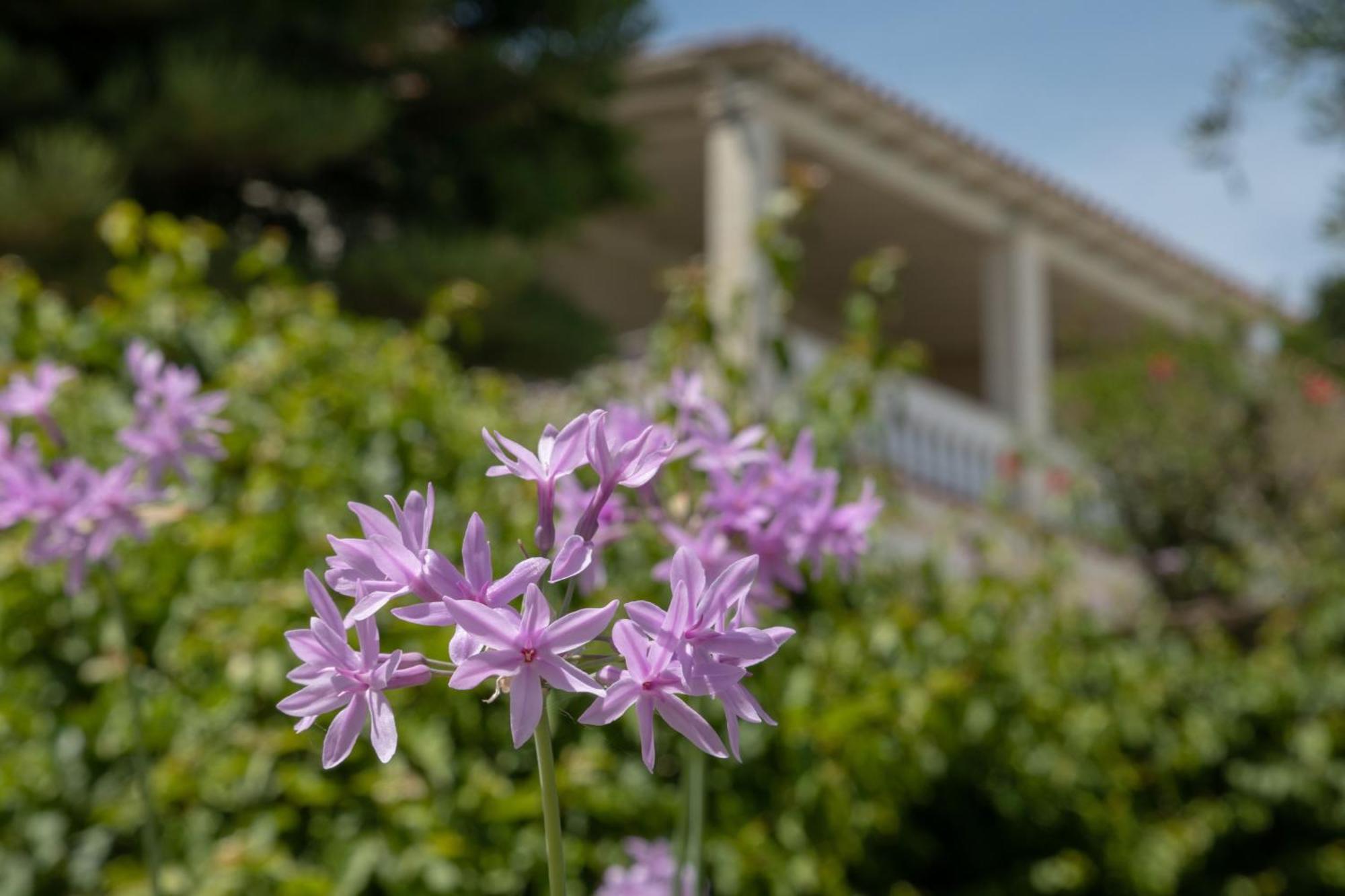 Ionian Garden Villas - Villa Olea Benitses  Exterior photo